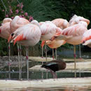 【一键安装】便捷的DDOS测试